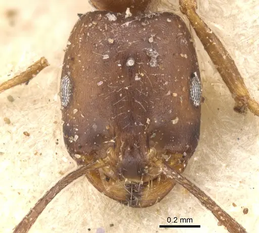 Monomorium ocellatum specimen