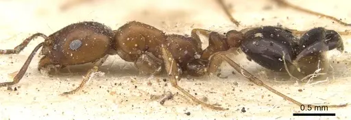 Monomorium ocellatum specimen