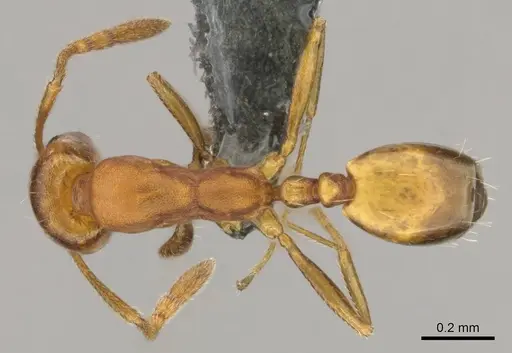 Monomorium opacior specimen