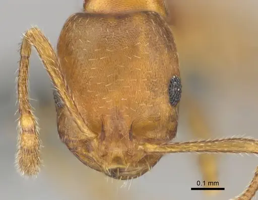 Monomorium opacior specimen