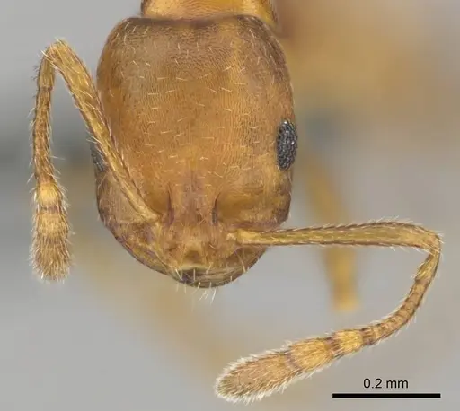 Monomorium opacior specimen