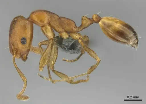 Monomorium opacior - CASENT0258423