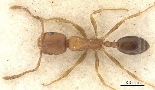 Monomorium opacior - CASENT0902215
