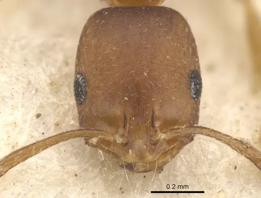 Monomorium opacior - CASENT0902215