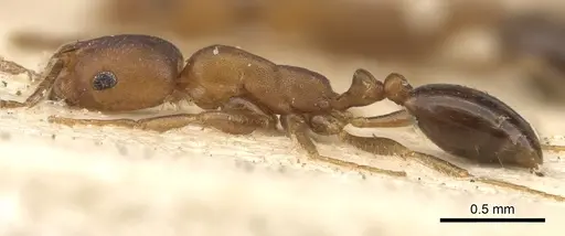 Monomorium opacior - CASENT0902215