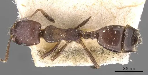 Monomorium opacior - CASENT0908742