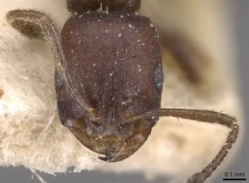 Monomorium opacior - CASENT0908742