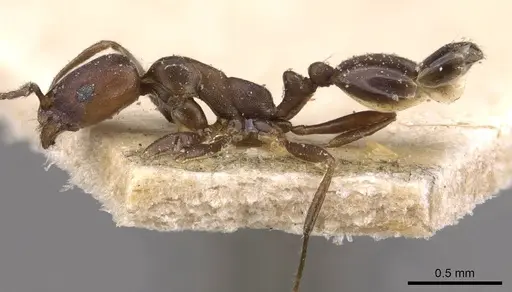 Monomorium opacior - CASENT0908742