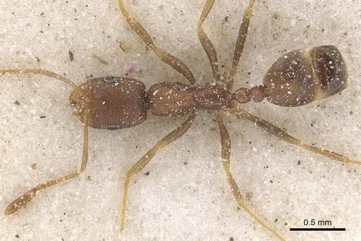Monomorium opacior - CASENT0913827