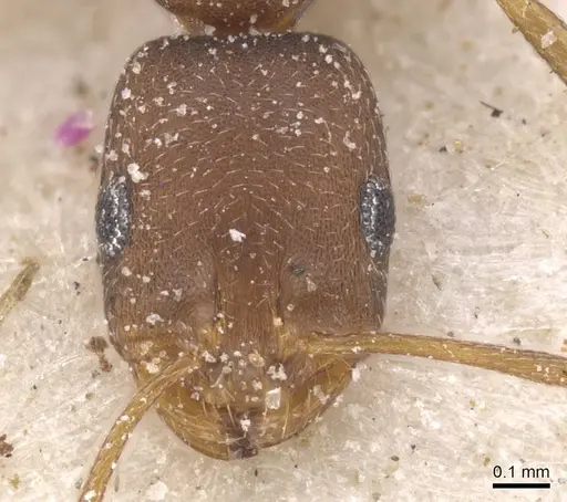 Monomorium opacior - CASENT0913827