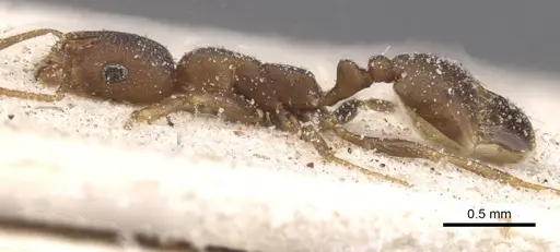 Monomorium opacior - CASENT0913827