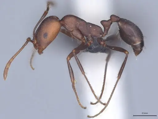 Monomorium opacum specimen