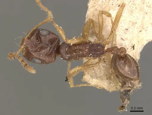 Monomorium ophthalmicum specimen