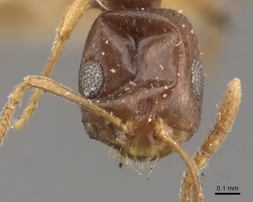 Monomorium ophthalmicum specimen