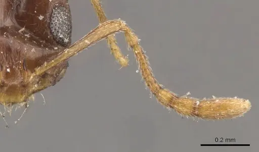 Monomorium ophthalmicum specimen