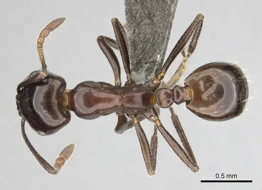 Monomorium orangiae specimen