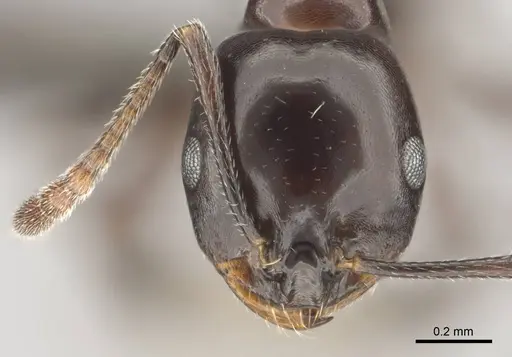 Monomorium orangiae specimen