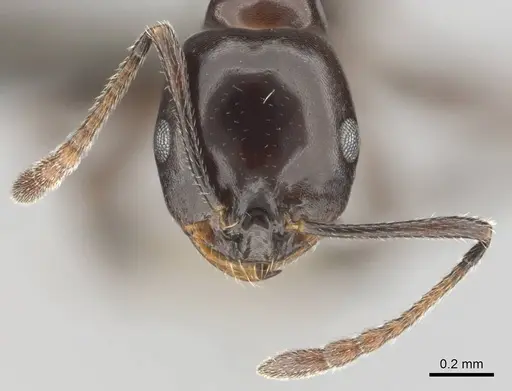 Monomorium orangiae specimen