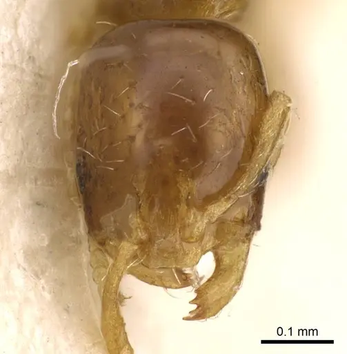 Monomorium orientale specimen