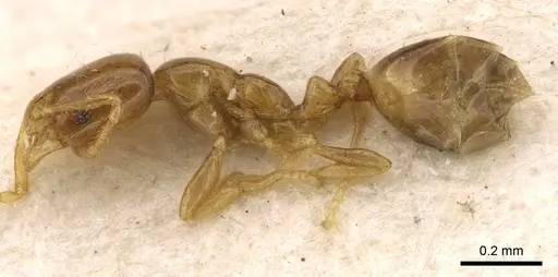 Monomorium orientale specimen