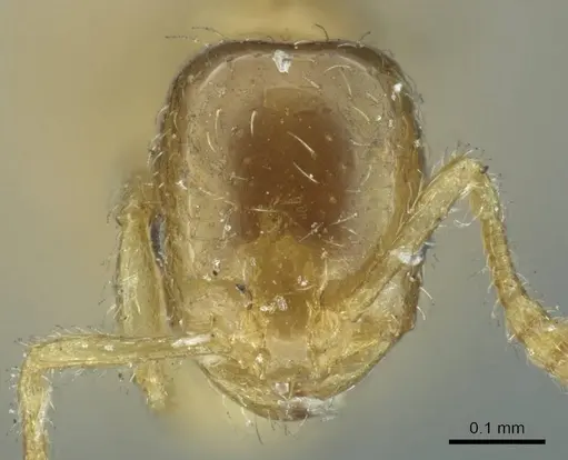 Monomorium orientale - CASENT0916010