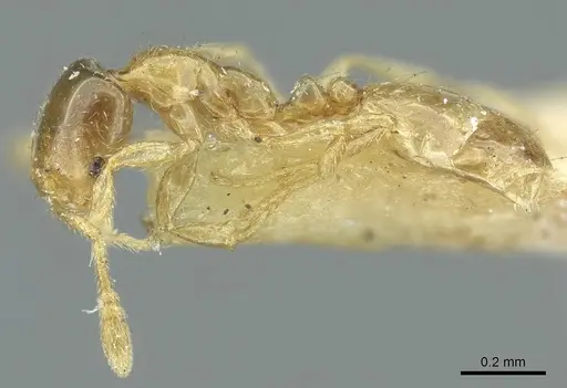 Monomorium orientale - CASENT0916010