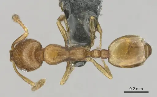 Monomorium osiridis specimen