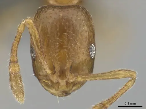 Monomorium osiridis specimen