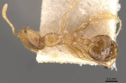 Monomorium pallidipes specimen