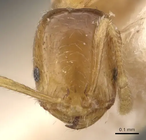 Monomorium pallidipes specimen