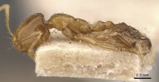 Monomorium pallidipes specimen