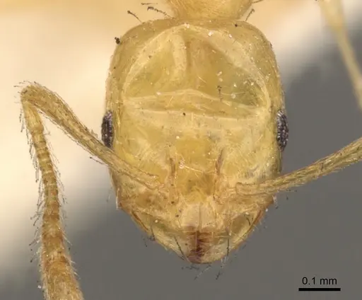 Monomorium pallidum specimen