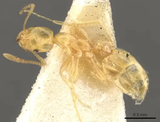 Monomorium pallidum specimen