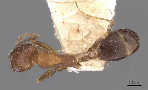 Monomorium parvinode specimen