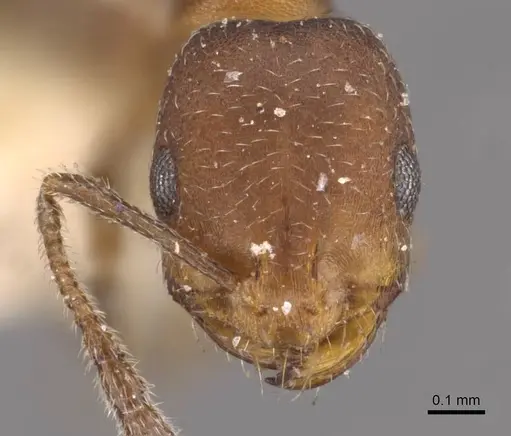 Monomorium parvinode specimen