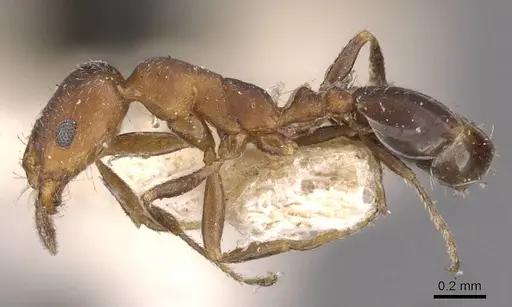 Monomorium parvinode specimen