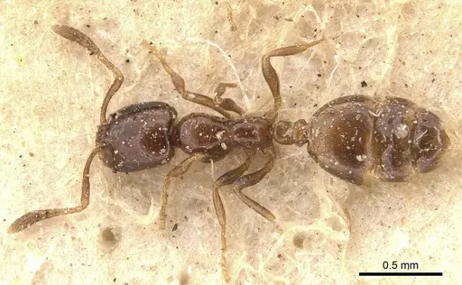 Monomorium paternum specimen