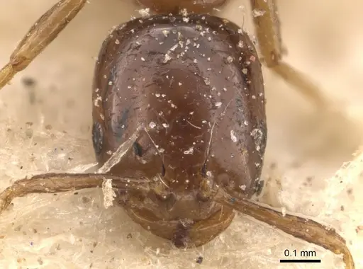 Monomorium paternum specimen
