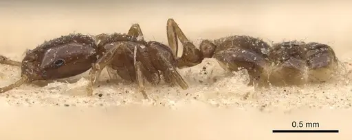Monomorium paternum specimen