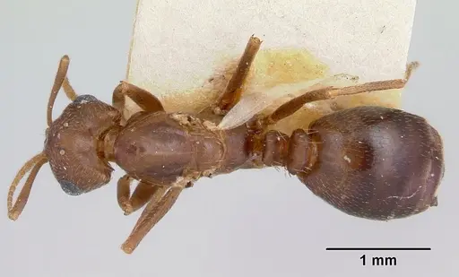 Monomorium pergandei specimen