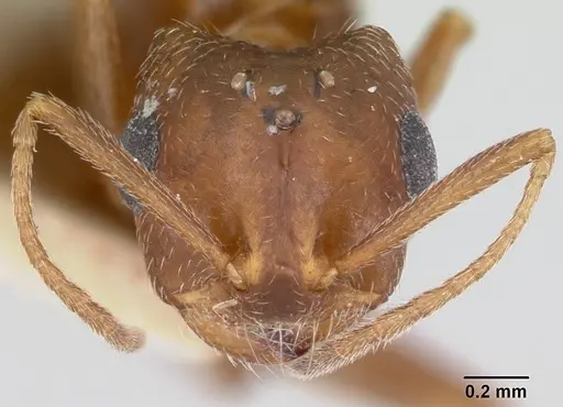 Monomorium pergandei specimen
