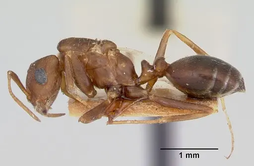 Monomorium pergandei specimen