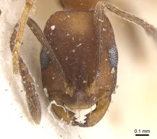 Monomorium personatum specimen