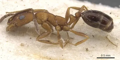 Monomorium personatum specimen