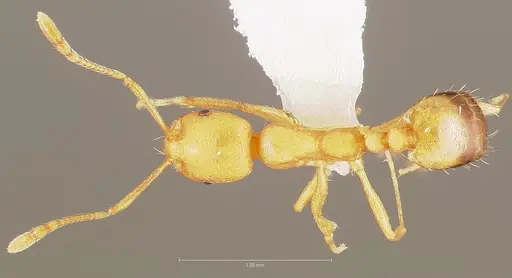Monomorium pharaonis specimen
