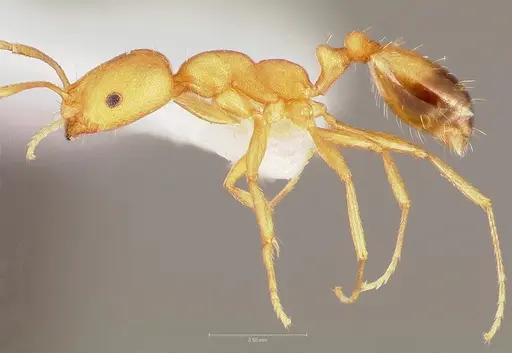 Monomorium pharaonis specimen