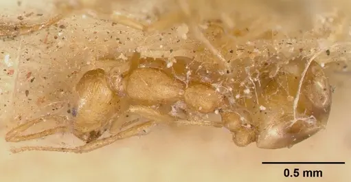 Monomorium pharaonis - CASENT0008625