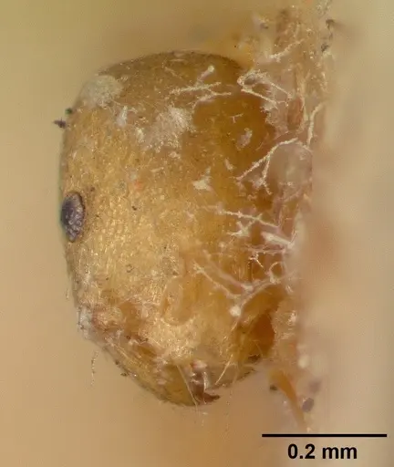 Monomorium pharaonis - CASENT0008625