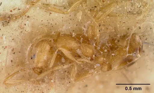 Monomorium pharaonis - CASENT0008625