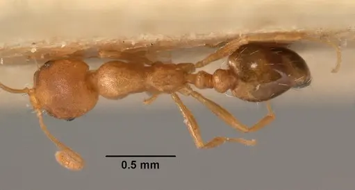 Monomorium pharaonis - CASENT0101472
